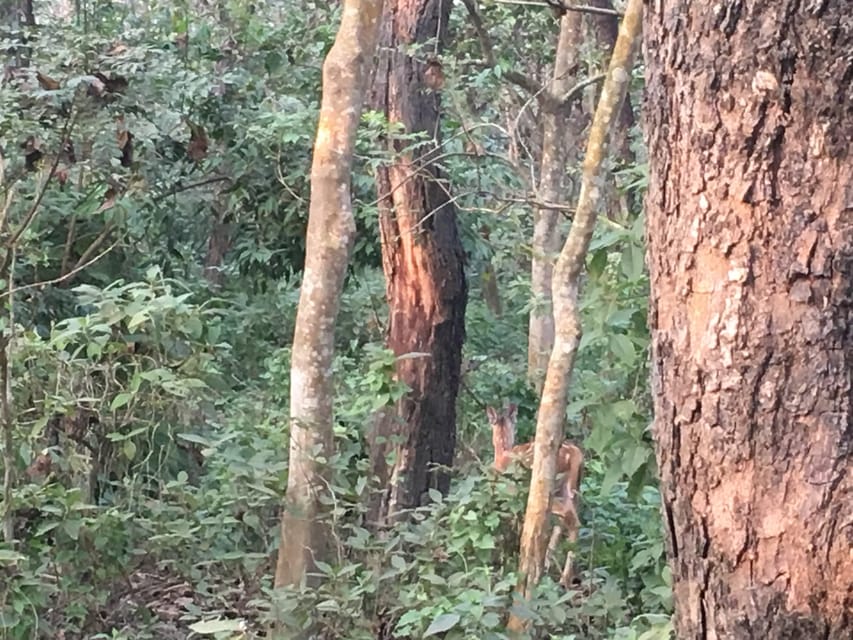 3 Nights 4 Days Chitwan National Park with Tower Night Stay - Entering Chitwan’s Wooden Tower: The One-Night Game Changer