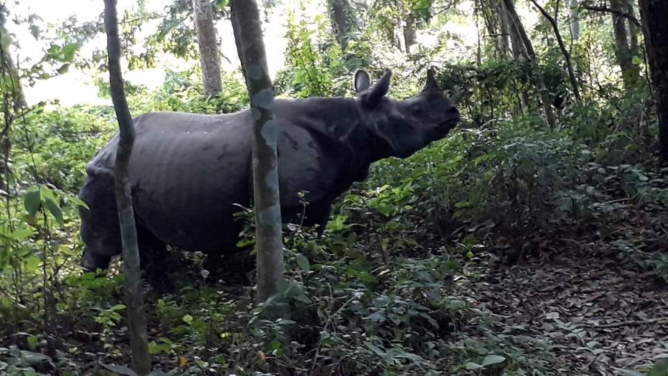 3 Nights 4 Days Chitwan National Park with Tower Night Stay - FAQ