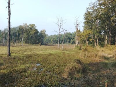 3 Nights 4 Days Chitwan National Park with Tower Night Stay - Day 2: Canoe on Rapti, Bird Watching, and the Tower Night Transition