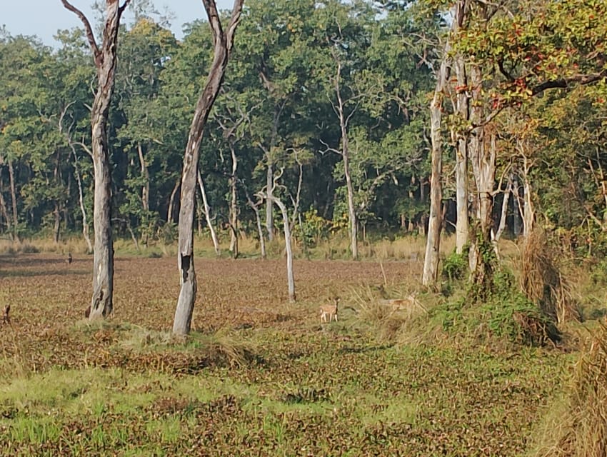 3 Nights 4 Days Chitwan National Park with Tower Night Stay - Best Season and What to Pack for Comfort (and Less Hassle)