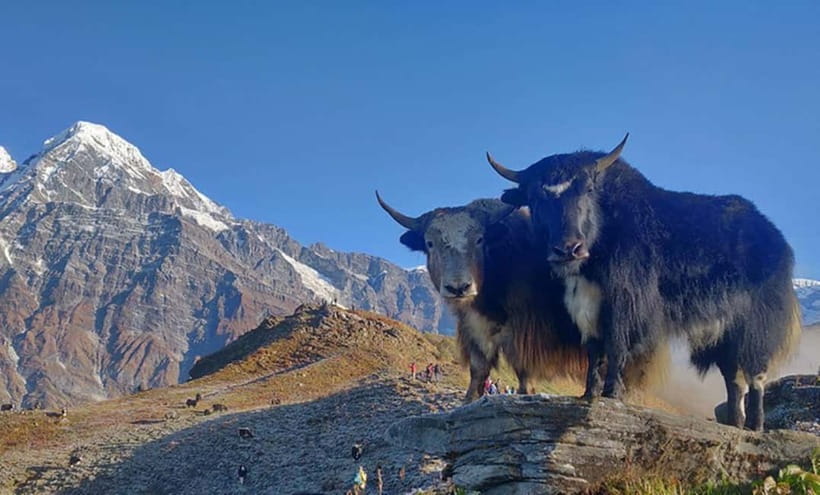 4 Days Pikey Peak Trek : The Best View of Mt Everest - Altitude: it’s moderate, but you still need the right habits
