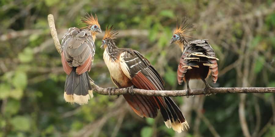 Amazonas Manu Cultural Zone 4 Days / 3 Nights - Cusco to the Cloud Forest: Ajanaco at 3500m
