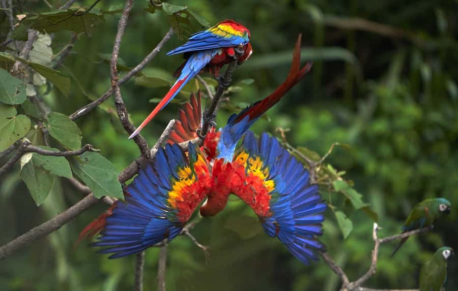 Amazonas Manu Cultural Zone 4 Days / 3 Nights - Day 1 Hike: Orchids, Birds, and an Easy Pace Into the Jungle