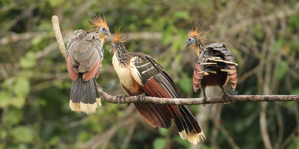 Amazonas Manu Cultural Zone 4 Days / 3 Nights - Day 3 at Dawn: Parrot Clay Lick Feeding and the Ceiba Tree