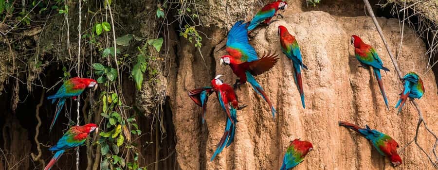 Amazonas Manu Cultural Zone 4 Days / 3 Nights - A Lookout in the Tropics: Watchtower Time and Bird-and-Monkey Scans