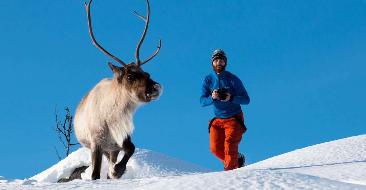 Arctic Nature Tour from Tromsø - What you will likely see: fjords, beaches, villages, and possible wildlife