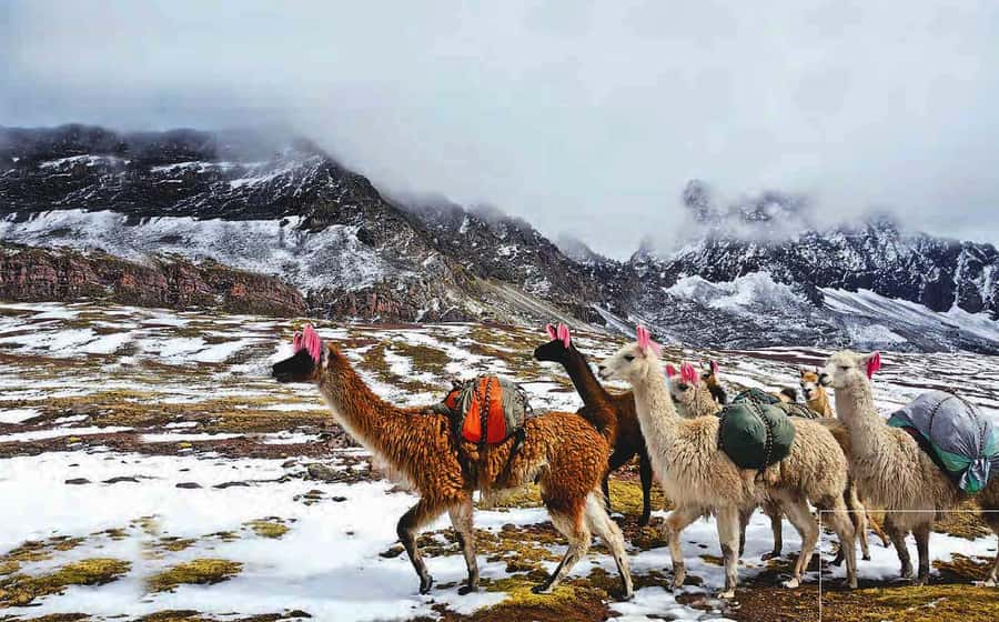Arrive before the crowd to the Mountain in private service - Buffet lunch in Cusipata, then back to Cusco