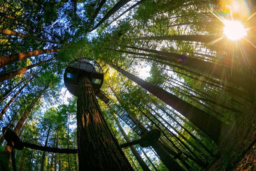 Auckland: Rotorua Highlights w WaiOTapu & Redwoods Treewalk - Lunch isn’t included: how to handle meal timing