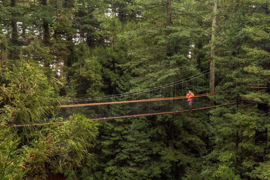 Auckland: Rotorua Highlights w WaiOTapu & Redwoods Treewalk - Timing and comfort for a 12-hour day