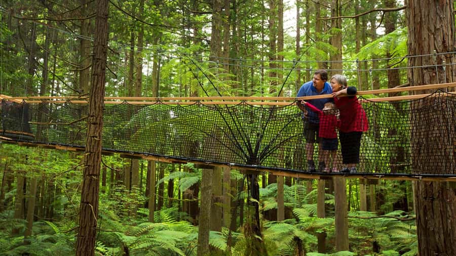Auckland: Rotorua Highlights with Redwoods Treewalk & Spa - Redwoods Treewalk: Suspended Bridges in the Forest Canopy