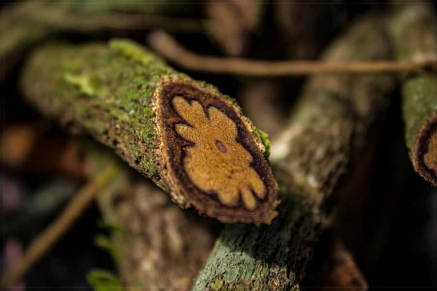 Ayahuasca Ceremony 1 Day in Cusco - 5 key things you should know before you go