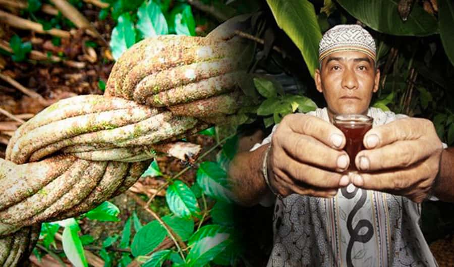 Ayahuasca Ceremony 1 Day in Cusco - A One-Night San Pedro Wachuma Ceremony Close to Cusco