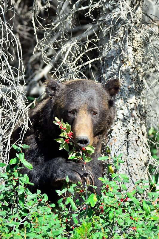 Banff: Guided Nature Walk with Bear Country Safety Tips - Where the walk starts: Cave and Basin’s easy, grounded kickoff