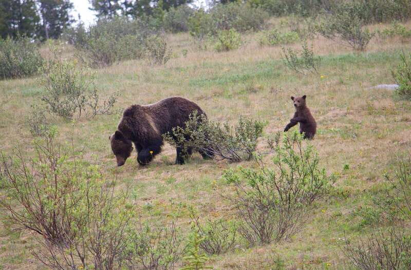Banff: Guided Nature Walk with Bear Country Safety Tips - The real focus: bear-country safety that stays practical