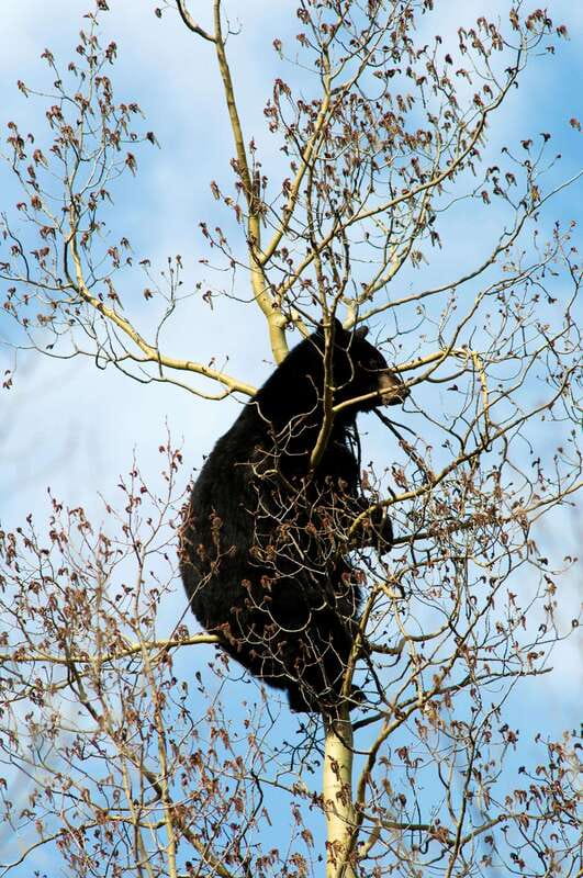 Banff: Guided Nature Walk with Bear Country Safety Tips - The trail experience: wildlife encounters you can interpret