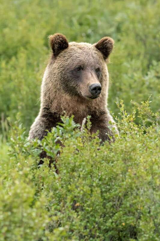 Banff: Guided Nature Walk with Bear Country Safety Tips - Your guide adapts the hike to you, not the other way around