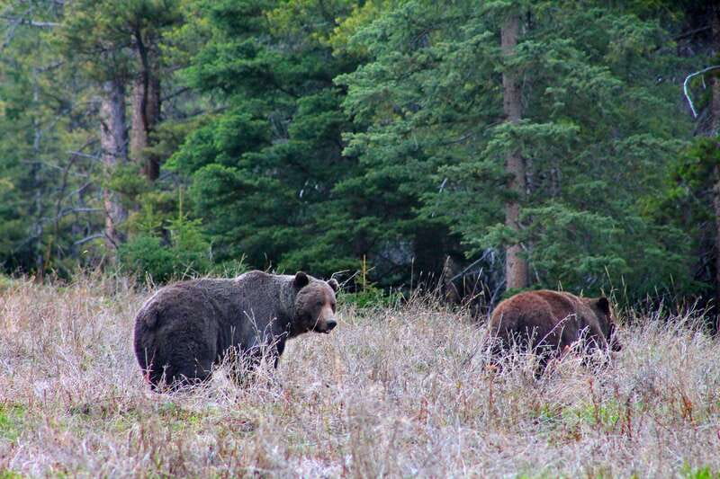 Banff: Guided Nature Walk with Bear Country Safety Tips - Price and value: what $65 buys you in Banff time