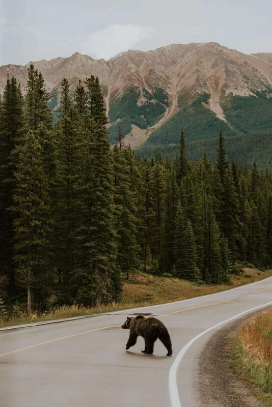 Banff: Guided Nature Walk with Bear Country Safety Tips - Who should book, and who should skip this one