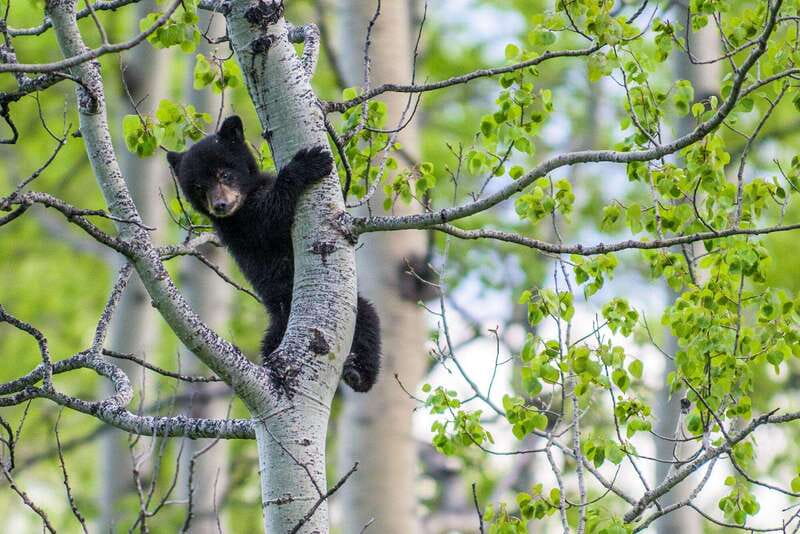Banff: Guided Nature Walk with Bear Country Safety Tips - Quick decision: should you book this Banff bear safety walk?