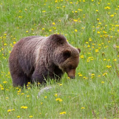 Banff: Lake Louise, Moraine Lake, Gondola, Cave & Basin Tour - How Bow Falls and Surprise Corner fit into the day