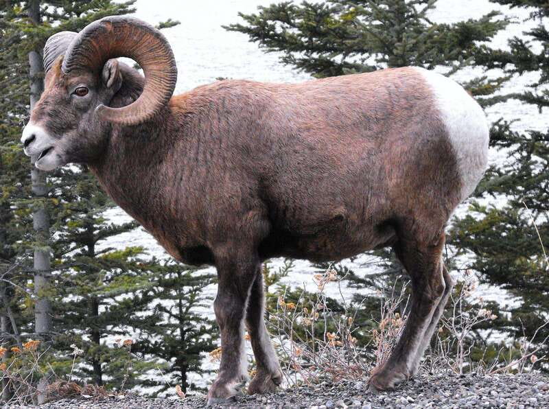 Banff PRIVATE Guided Nature Walk + Transportation - 2.5H - Key things I’d clock before you go