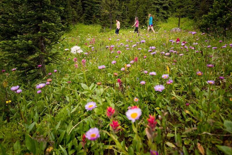 Banff PRIVATE Guided Nature Walk + Transportation - 2.5H - How the custom trail choice actually changes what you notice