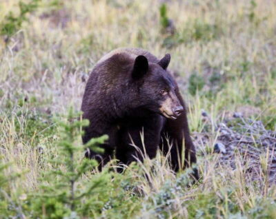 Banff PRIVATE Guided Nature Walk + Transportation - 2.5H - 150 minutes in Banff: why the timing works better than longer tours