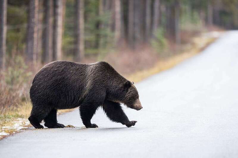Banff PRIVATE Guided Nature Walk + Transportation - 2.5H - Wildlife talk that’s useful: tracks, survival, and what the guide watches for