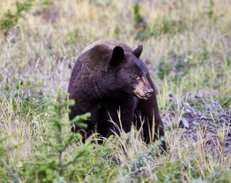 Banff PRIVATE Guided Nature Walk + Transportation - 2.5H - 150 minutes in Banff: why the timing works better than longer tours