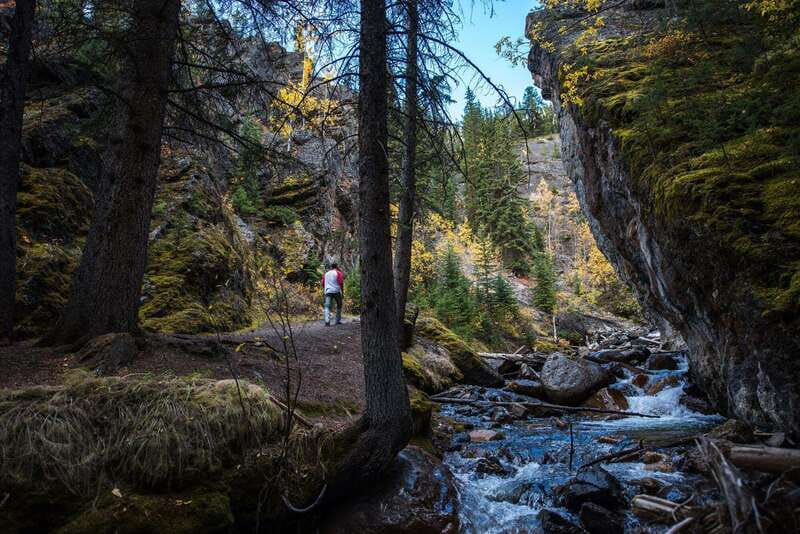 Banff: Thermal Waters and Hidden Waterfalls - 3hr Walk - Wildlife and plant life: how the guide helps you actually see things