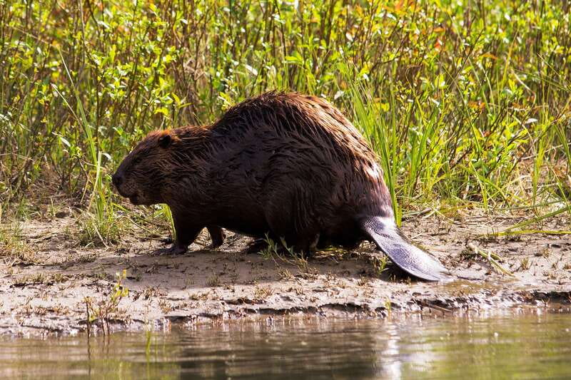 Banff: Wildlife on the Bow River Big Canoe Tour - Who should book this canoe wildlife tour in Banff?