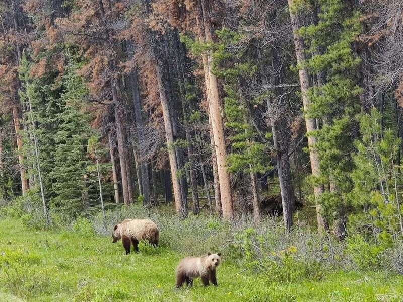 Banff, Yoho, and Jasper 2 Day Private Tour - Two Days Across Banff, Yoho, and Jasper National Parks