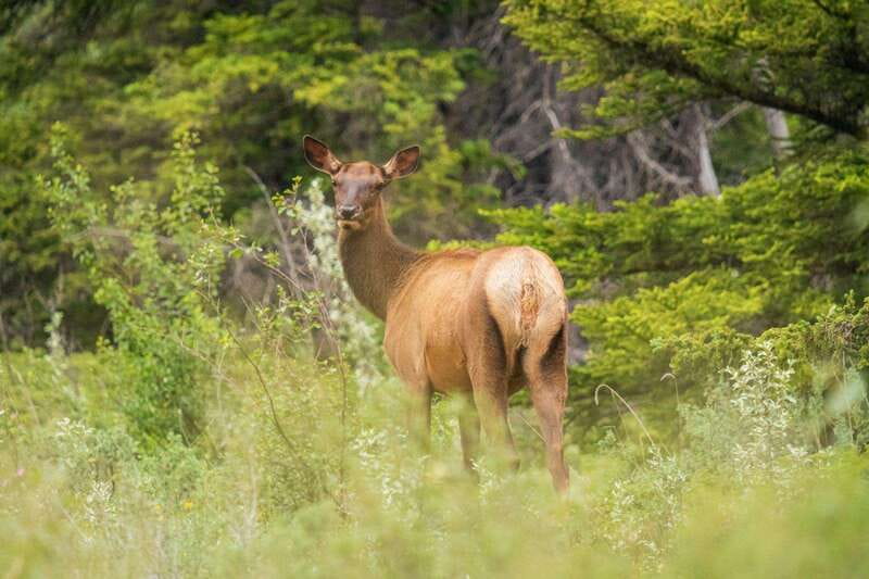 Banff, Yoho, and Jasper 2 Day Private Tour - Should You Book This Tour?