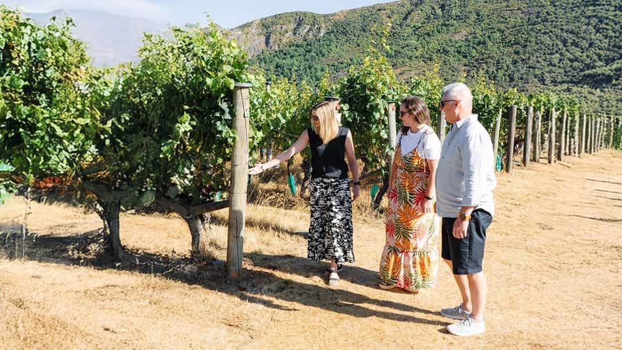 Boutique Winery Half-Day Tour & Vineyard Platter-Style Lunch - Stop 1: First Vineyard Tasting and How to Taste Without Feeling Pretentious