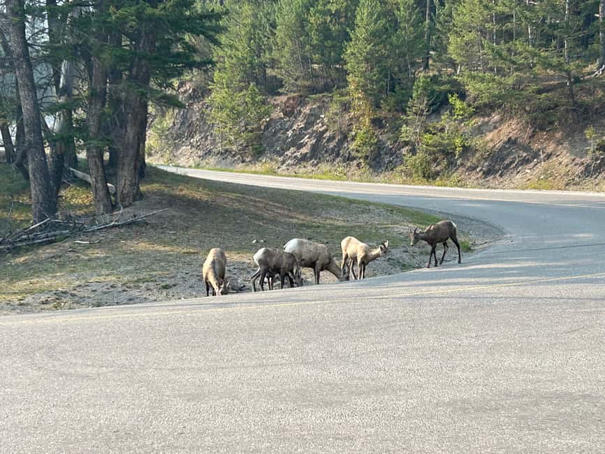 Calgary/Canmore/Banff: BEST of BANFF with LAKES Group Tour - Surprise Corner Viewpoint and the Banff town reset