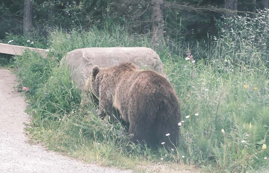 Calgary:Moraine Lake Sunrise & Lake Louise & Wildlife Safari - Quick highlights