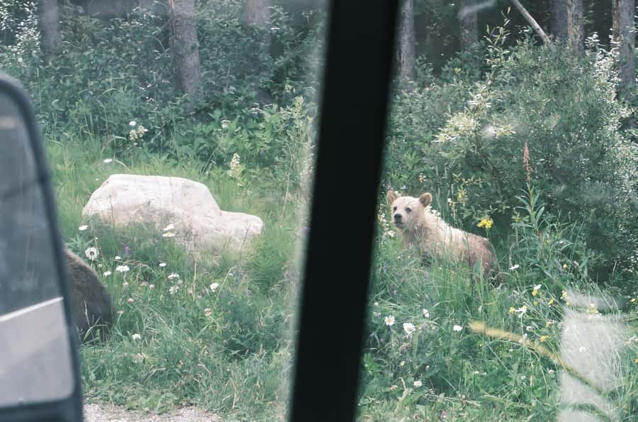 Calgary:Moraine Lake Sunrise & Lake Louise & Wildlife Safari - Sunrise at Moraine Lake without the usual hassle