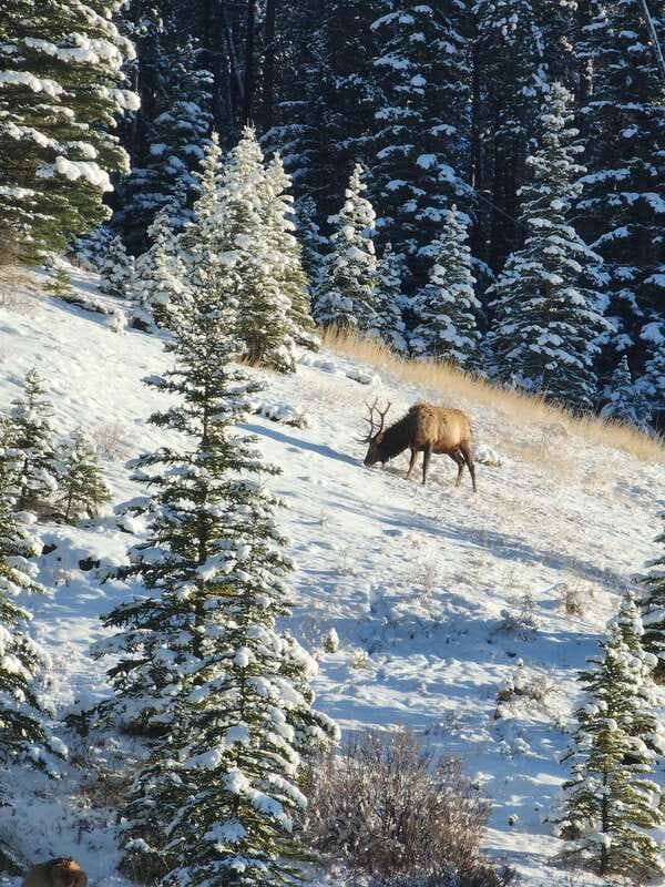 Canmore/Banff: Explore Banff & Wildlife - Key Things That Make This Banff Wildlife Tour Work