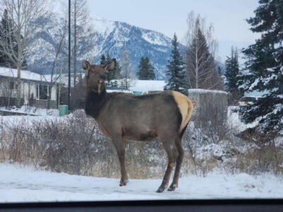 Canmore/Banff: Explore Banff & Wildlife - Pickup and Transportation: Easy Start, Less Fuss