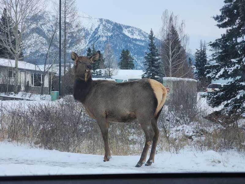 Canmore/Banff: Explore Banff & Wildlife - Fairmont Banff Springs: A Famous Landmark Moment