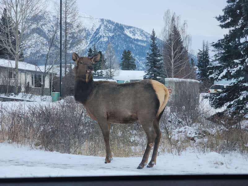 Canmore/Banff: Explore Banff & Wildlife - Pickup and Transportation: Easy Start, Less Fuss