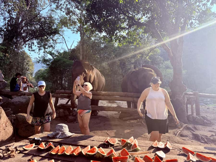Chiang Mai 2-Day: Trekking, Tubing, Waterfalls & Elephant - Elephant Feeding at Sunshine for Elephants (Package-Dependent)