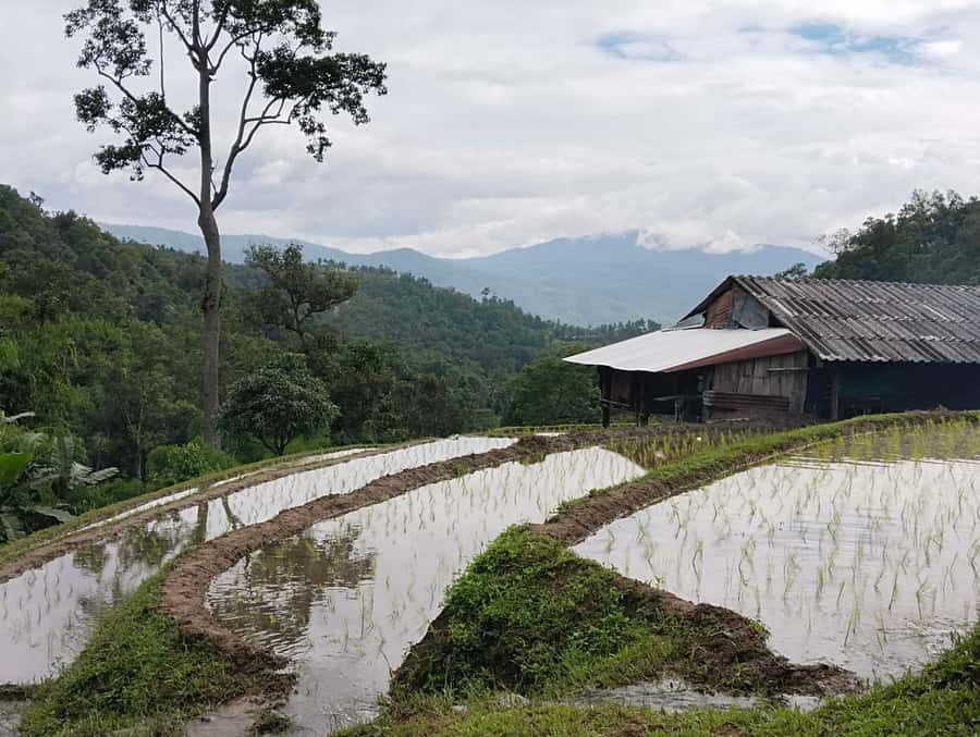 Chiang Mai: 2-Days Chiang Mai Amazing Trek - Day 2 jungle trek: streams, waterfalls, and herbal medicine lessons