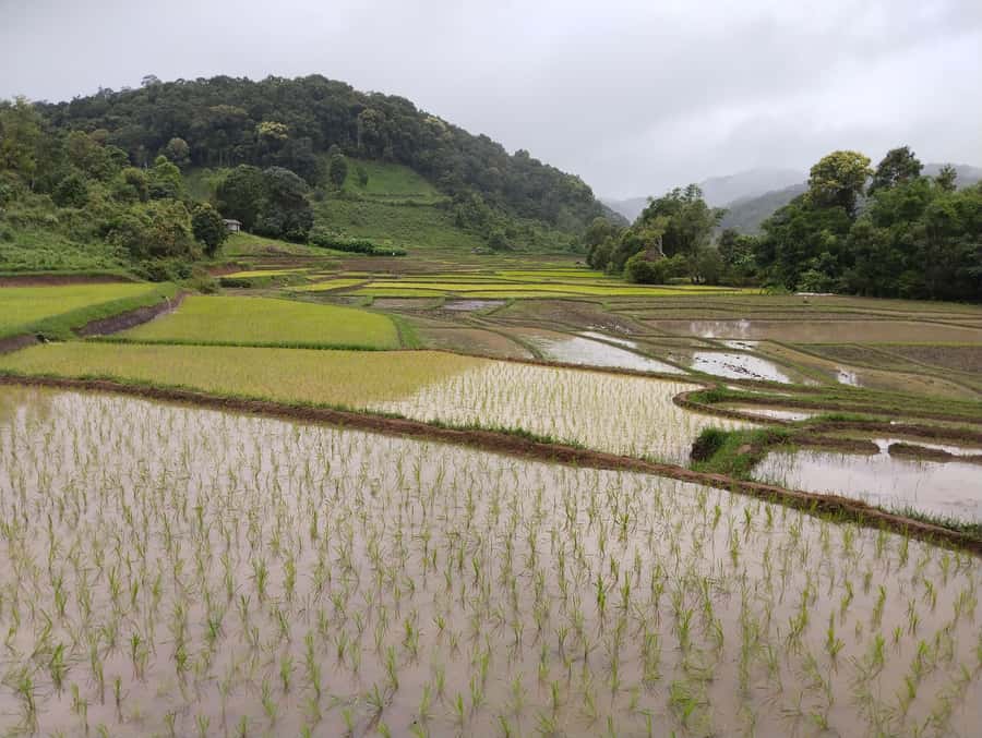Chiang Mai: 2-Days Chiang Mai Amazing Trek - Bamboo rafting on a traditional raft: calm river time after two active days