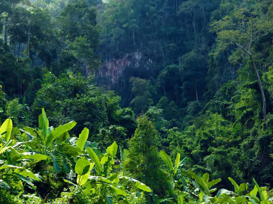 Chiang Mai: 3-Day Karen Hill Tribe Immersion with Trekking - Guides make the difference: plants, animals, and safe pacing