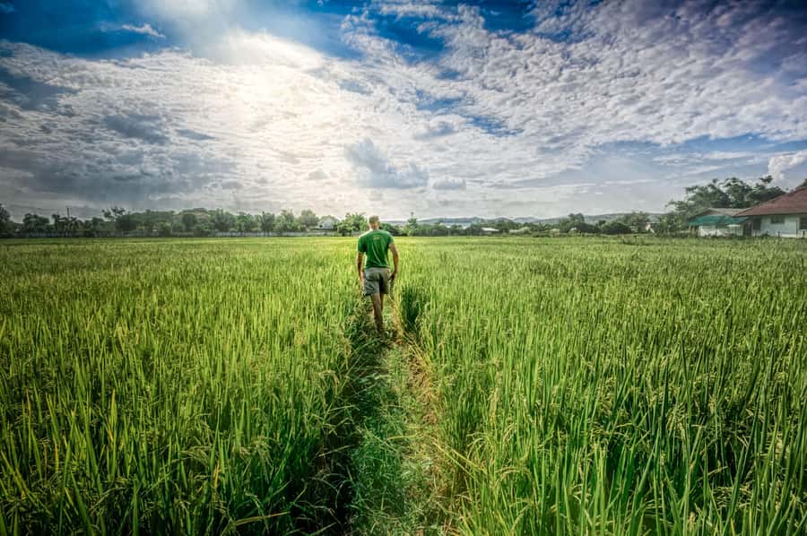 Chiang Mai: Countryside Adventure by Bike - Ping River Lunch in a Small Village: Simple Thai Food, Good Fuel