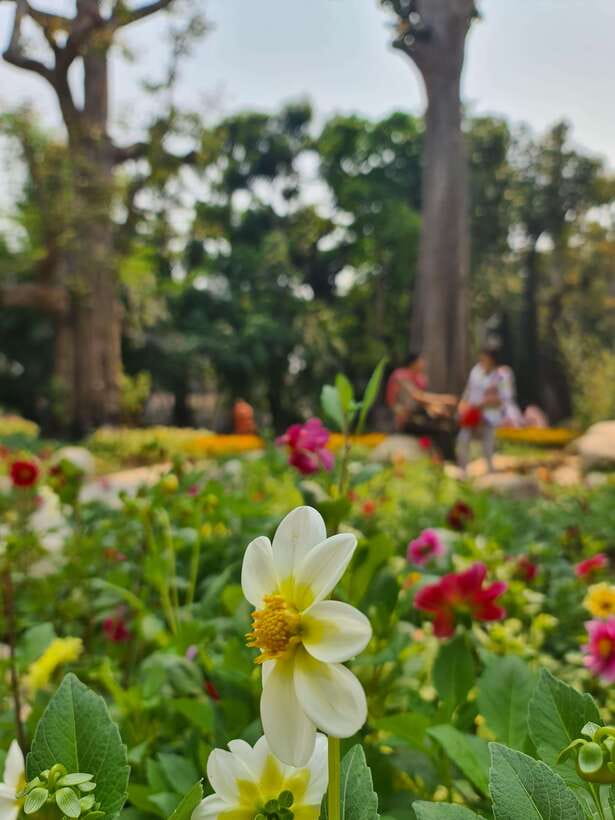 Chiang Mai: Dantewada Land of Angels & Sticky Waterfall Tour - The Role of Guides Like Chris and Kiki (They Make It Feel Easy)