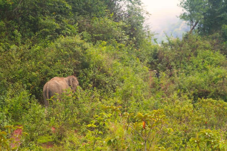 Chiang Mai: Day for Elephant Observation Only Half-day Trip - Big Boy Sanctuary’s no-control approach, explained in plain terms