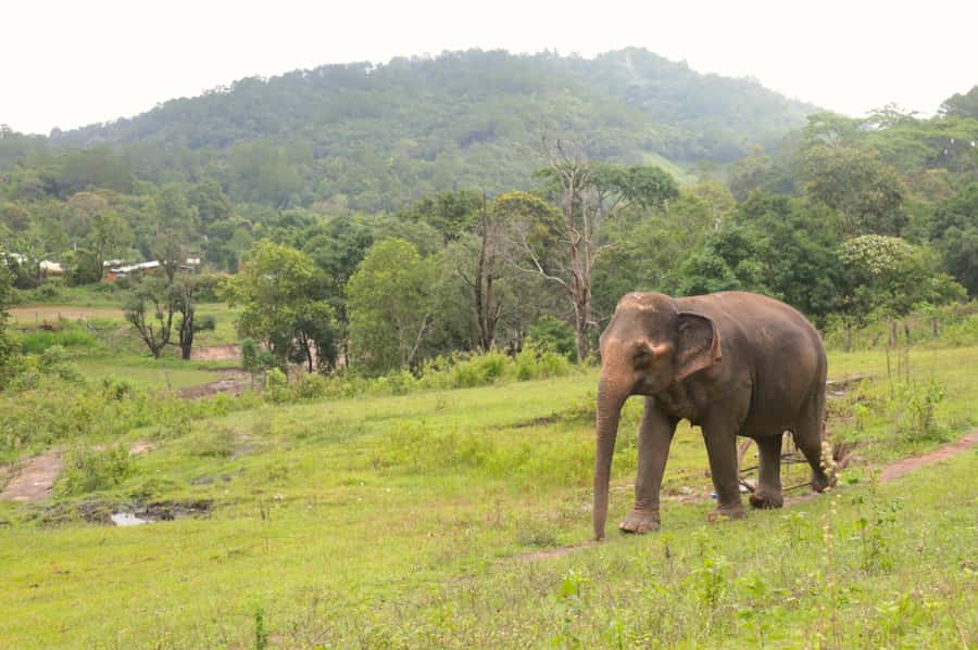 Chiang Mai: Day for Elephant Observation Only Half-day Trip - Elephant food prep: turning natural ingredients into meals