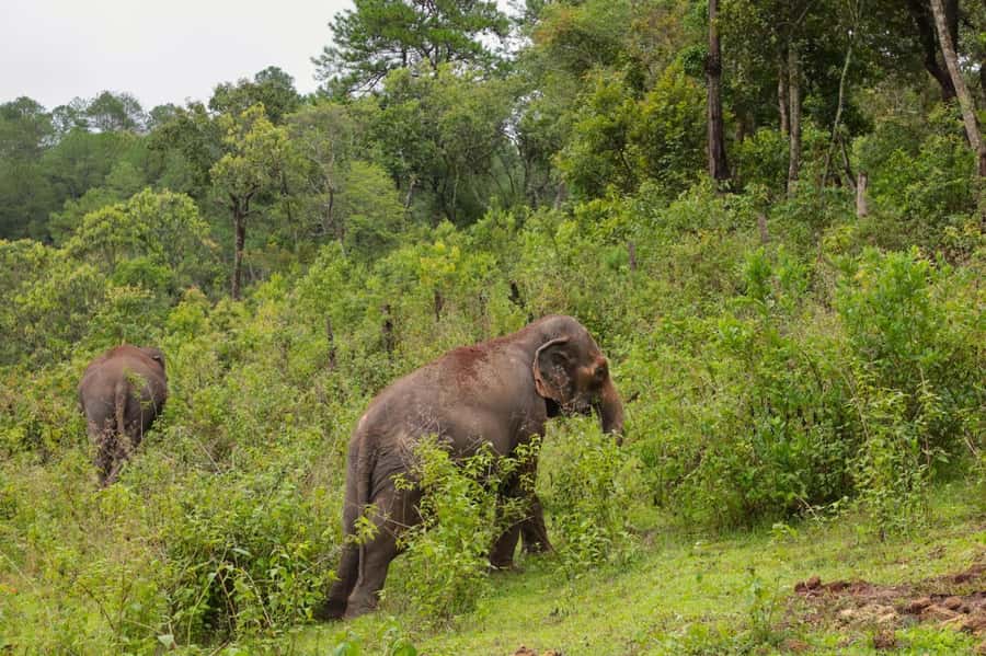 Chiang Mai: Day for Elephant Observation Only Half-day Trip - Elephant vitamin workshop and habitat care activities